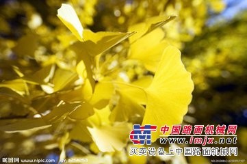 买银杏当然选温江华成园艺_四川黄杨