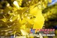 买银杏当然选温江华成园艺_四川黄杨