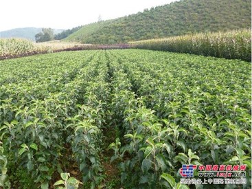 北京苹果小苗|供应山东优质的苹果小苗