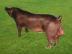 提供杜洛克種豬——山東專業的杜洛克種豬生產基地