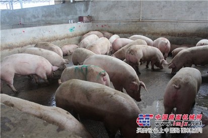 耐用的南宁屠宰场哪里有卖|南宁专业生猪屠宰场