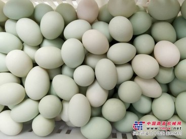 【赞~】双黄鸭蛋供应~~双黄鸭蛋价值~~高邮双黄鸭蛋厂家~笨鸭蛋供应