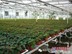 福建金线莲温室大棚：超值的栽培大棚推荐哪家