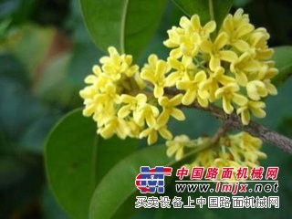 桂花的种植法