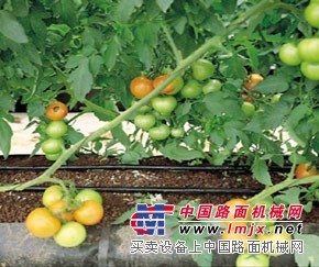 要买质量好的滴灌带，双利滴灌带是不二选择 滴灌带出售