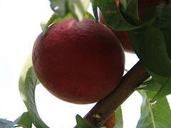 桃品种，山东哪里有出售桃树苗