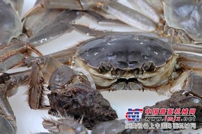 安徽阳澄湖大闸蟹价格-安徽正宗阳澄湖大闸蟹【正宗】