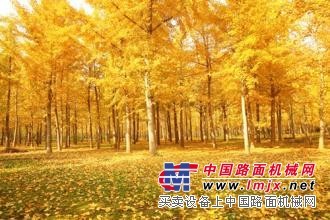 溫江華成園藝_專業(yè)成都銀杏種植供應商