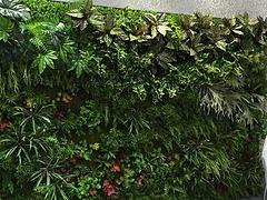 哪家高仿真植物墙公司比较好，厦门立体植物墙