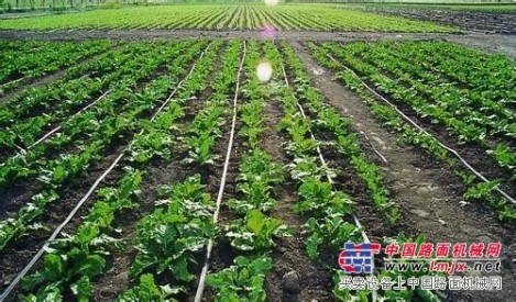 潍坊哪里有专业的滴灌带|定制滴灌带