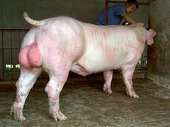 长白公猪厂家：实惠的长白公猪哪里有供应