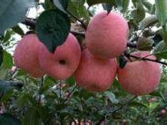 柱狀蘋果：品種好的蘋果苗出售