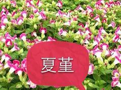 青州苗木|为您推荐优质草花