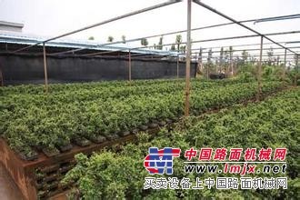 的园艺场就是温江华成园艺