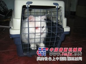 宠物空运价格|优质杭州宠物托运在杭州