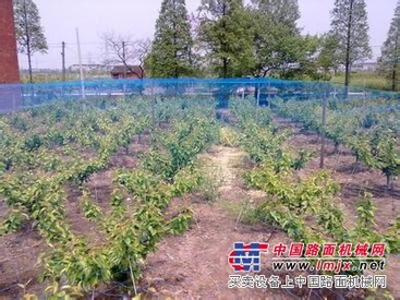 铭湾与您“粽”情端午 优质果树防虫网浙江厂家