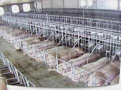 选购超值的猪用分娩床就选恒丰养殖设备，猪用分娩床价格