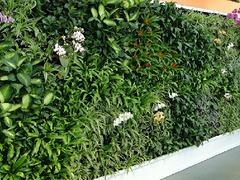 购买高仿真植物墙就来兴卉园艺场 泉州立体植物墙