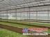 【谁知道？】蔬菜温室大棚建设|蔬菜温室大棚价格|蔬菜温室大棚工程