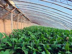 实惠的灌浆膜当选光亮塑料 大棚灌浆膜