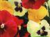 河南价格优惠的花种：三门峡三色堇花种