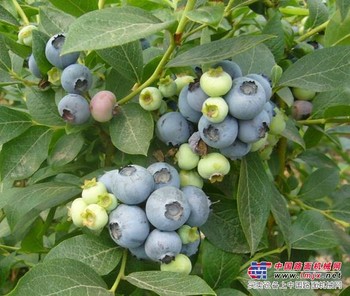 蓝莓苗_蓝莓苗价格_蓝莓苗批发