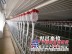 四川猪场安装自动化料线|世昌畜牧机械公司