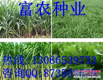 种草养猪利润