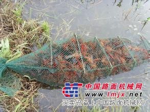铭湾白菜价格咯！龙虾养殖网箱厂家特供