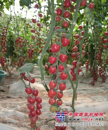 购买西红柿种子优选宇丰种业公司，青州番茄种子