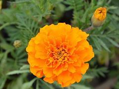 厦门国庆草花哪里有供应——莆田国庆草花