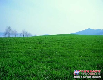 桐城果岭草草坪供应商【绿景 好草坪】桐城果岭草草坪哪家好