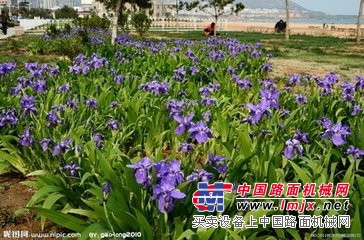鸢幼苗