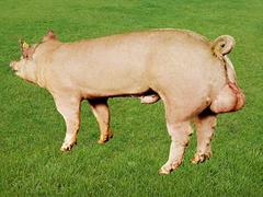 宝玄种猪出售合格的大白种猪，菏泽大白种猪