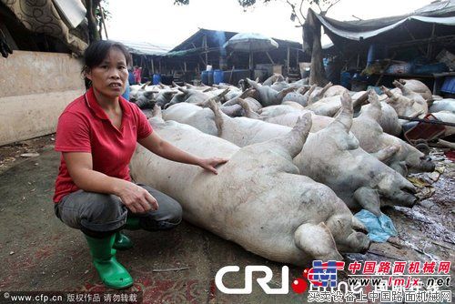 2012年7月6日下午，深圳，53头猪被雷劈死的现场。