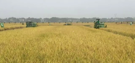 皖南秋稻迎丰收 中联重科谷王高效显身手