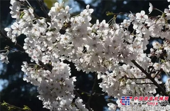 樱花季与雷沃工程机械的美丽邂逅