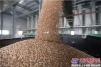 江蘇麥收過八成 穀王糧食烘幹中心成“香餑餑”