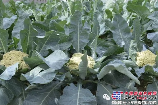 方圆生态园一片盎然生机