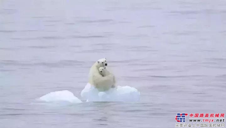 比亞迪：北極熊隻有一個北極，人類隻有一個地球！
