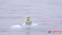比亞迪：北極熊隻有一個北極，人類隻有一個地球！