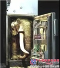 山猫：把大象放到冰箱总共需要几步？